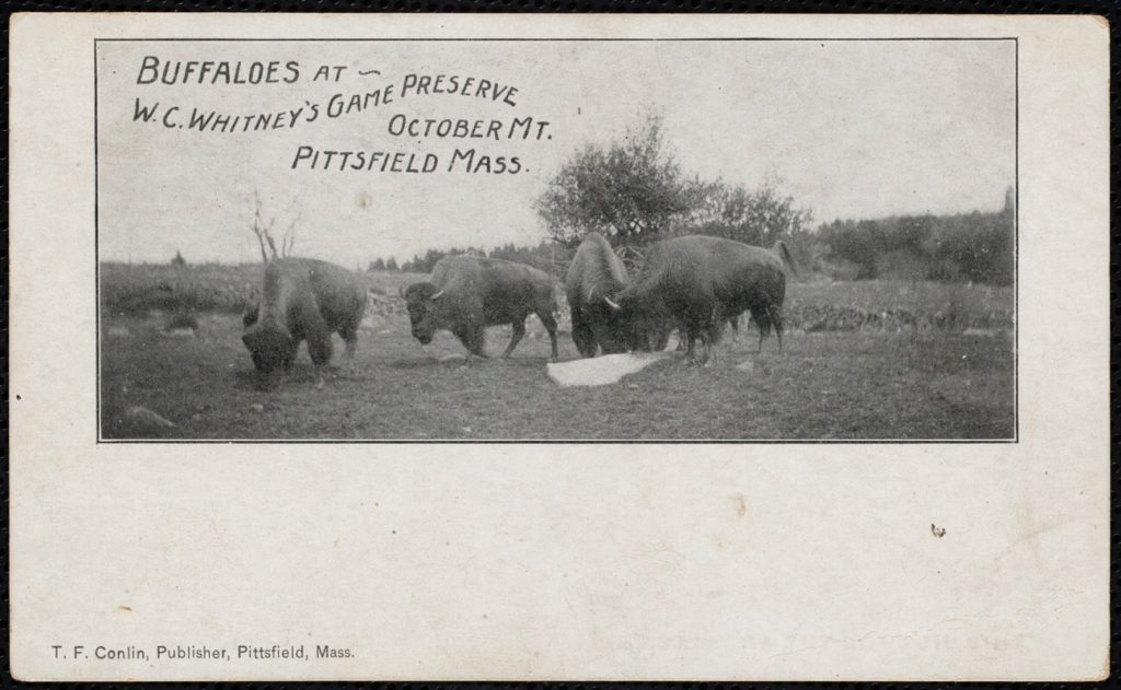 Buffaloes grazing at the Whitney estate on October Mountain.