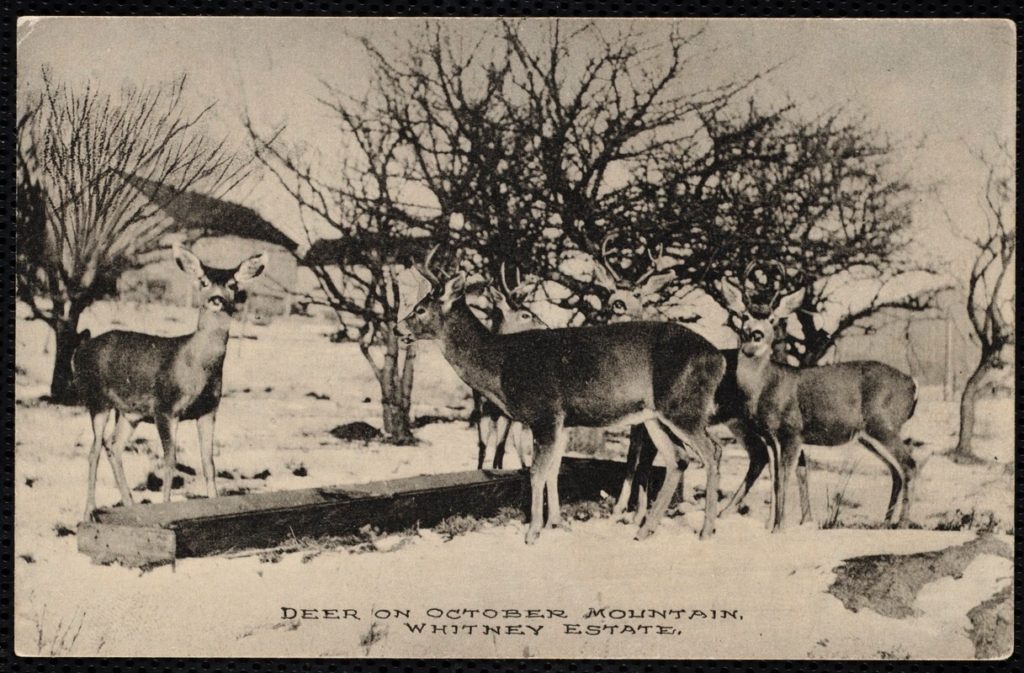 Deer feeding at the Whitney estate on October Mountain.